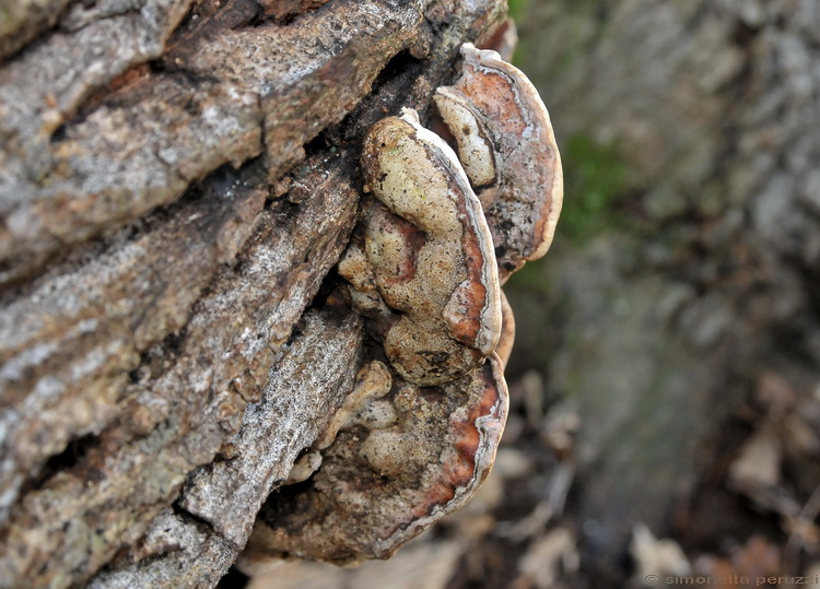 Aphyllophorales di San Rossore